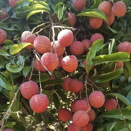 阳西县荔枝