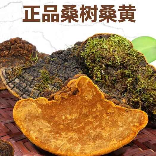 西藏桑黄西藏桑树桑黄正品天然金边桑黄中药材食药用菌