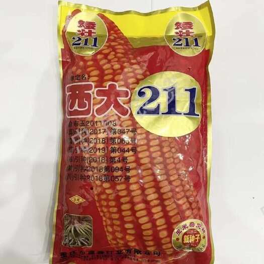 西大211高产杂交玉米种子云贵川粮食饲料玉米种子包谷种子玉米