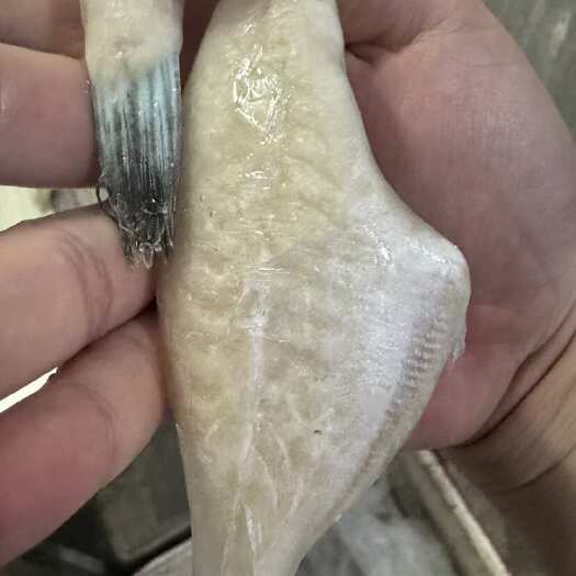 北海马面鱼耗儿鱼剥皮鱼