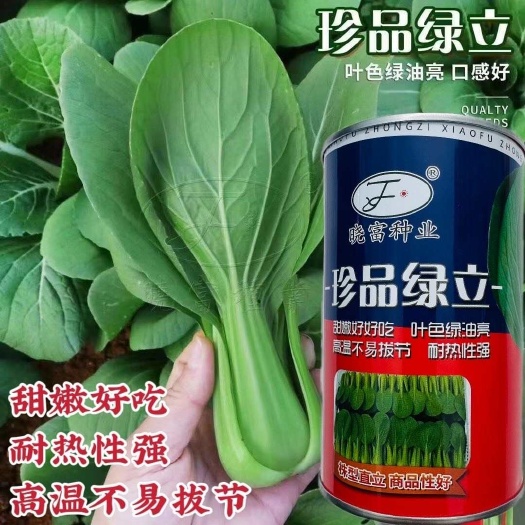 晓富菜种子珍品绿立青梗菜种子叶色绿油亮耐热小青菜种籽甜嫩好吃