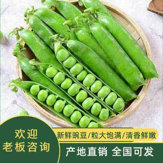 襄樊湖北青碗豆大量上市，颗粒饱满，质好价廉，产地现采现发。