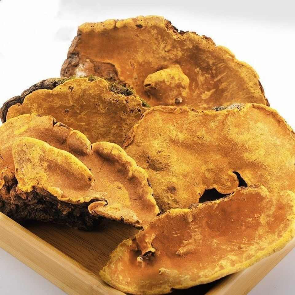 西藏桑黄西藏桑树桑黄正品天然金边桑黄中药材食菌