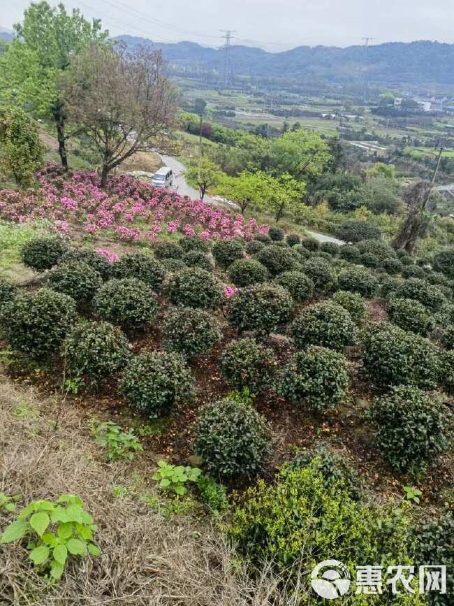 茶梅