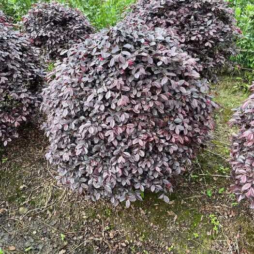 嵊州市红花继木