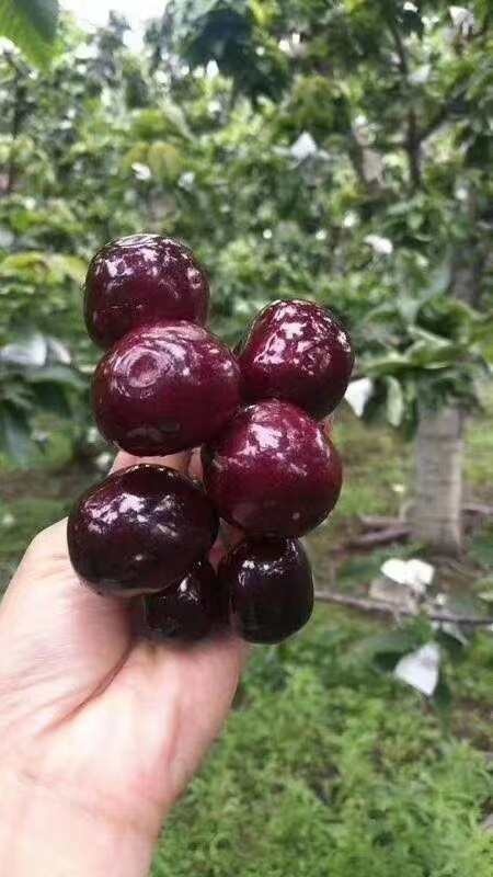 汉源县车厘子大樱桃黑珍珠