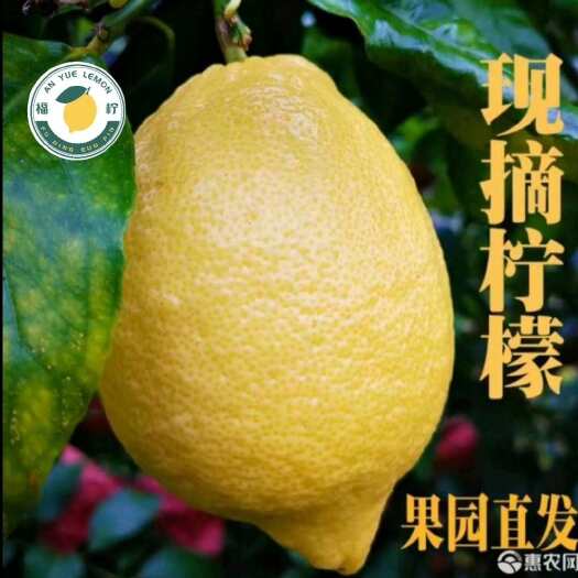 安岳县黄柠檬  安岳柠檬一二级大果  单个200g以上  皮薄汁多