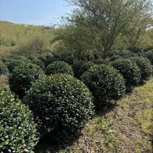 嵊州市茶梅