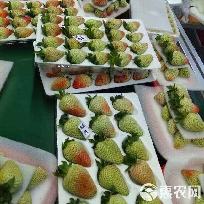 云南夏季草莓塑料盒装 基地现货直发糖葫芦专用 一件包邮代发