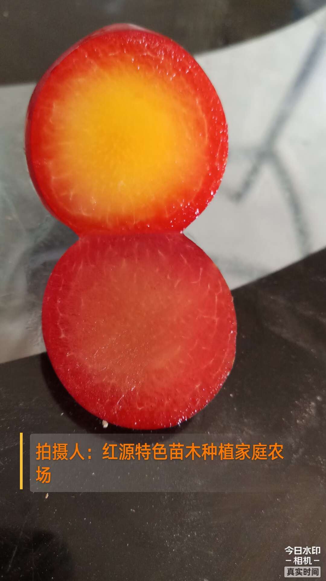 巴中仙子樱桃李苗，樱桃李，樱桃李苗