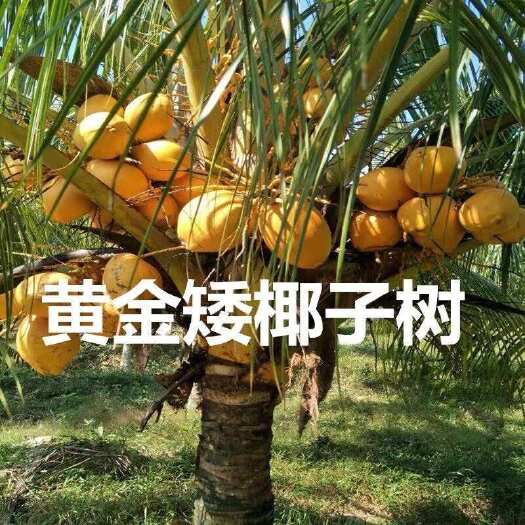 灵山县泰国矮化椰子树苗 泰国黄金椰子绿椰子果苗南北方种植耐寒