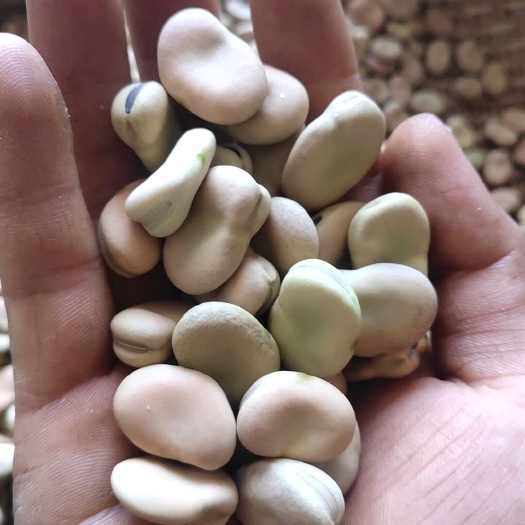 云南蚕豆可打粉做凉粉，粉丝蚕豆