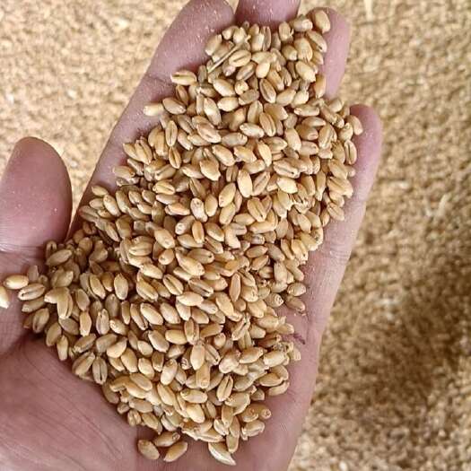 汉中软质小麦，大量供应，全部熏蒸，可散可袋，可风筛