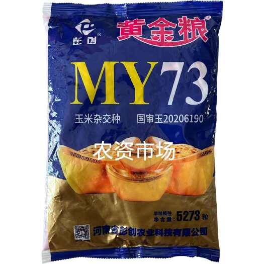 长沙黄金粮MY73玉米种子原厂正品高产矮杆抗倒白轴耐密植抗锈病苞