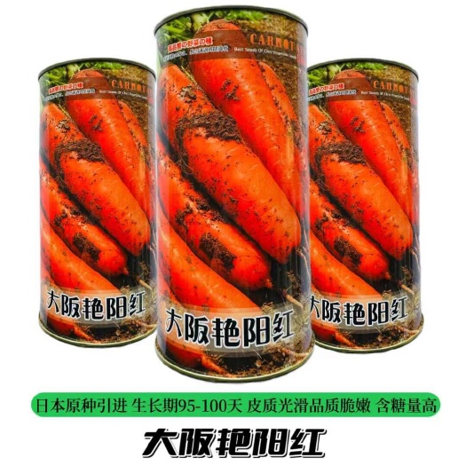 日本引进原装培育大阪艳阳红胡萝卜种子中早熟秋季播胡萝卜种子