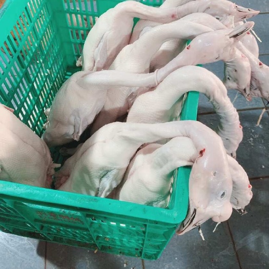 佛山白条鹅