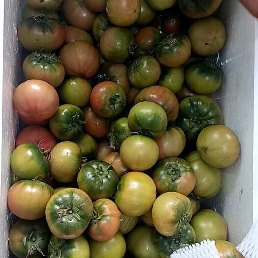 古浪县铁柿子 草莓番茄（糖度8度以上，大型基地，常年供应）