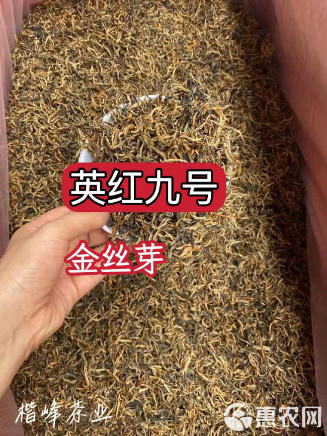 英红九号红茶 金丝芽 黄芽英德特产红茶 批发价 散装袋装红茶