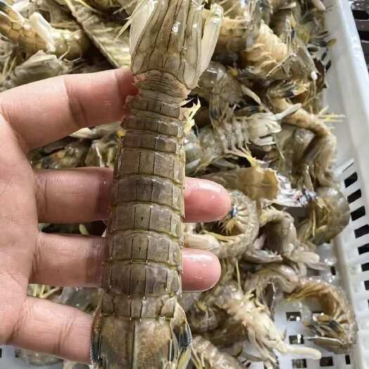 大条皮皮虾 虾菇虾排整条生腌刺身料理大排档酒店社区团购供应