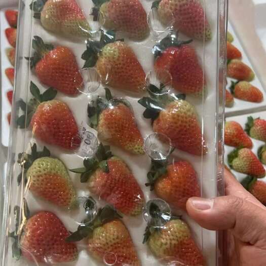 会泽县云南夏季草莓塑料盒装 基地现货直发糖葫芦专用 一件包邮代发