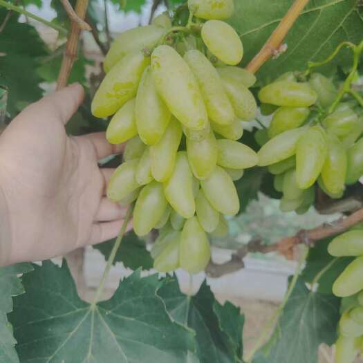 宁陵县大量出售金手指葡萄，需要的可提前了解