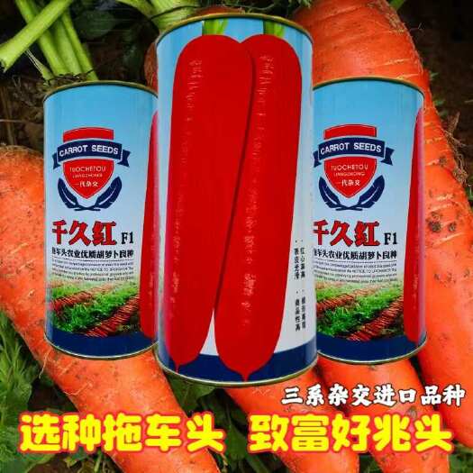 宿迁拖车头千久胡萝卜种子耐寒耐热抗抽苔七寸型三系杂交胡萝卜种子
