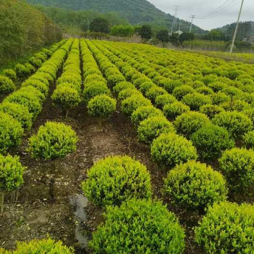 嵊州市金森女贞