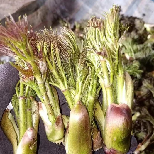 抚顺野生刺嫩芽