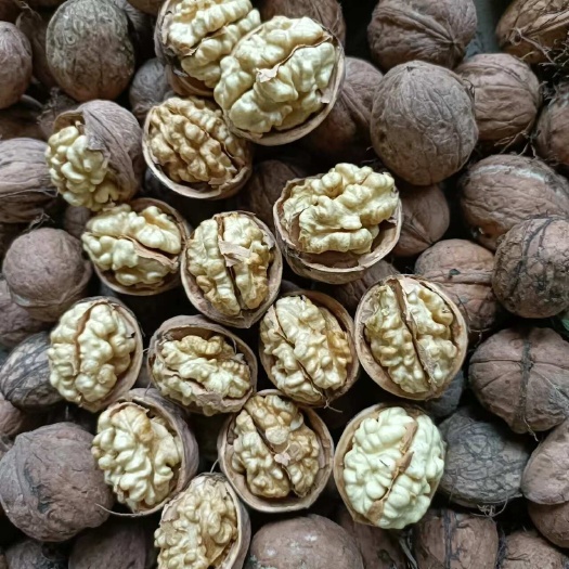 莎车县三三，185，新疆二号核桃