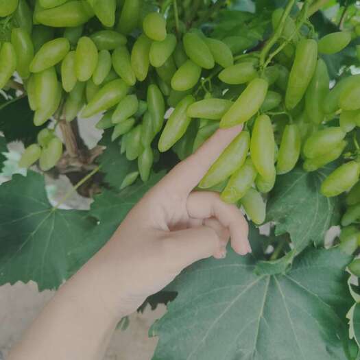  金手指葡萄