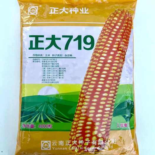 长沙云南正正大719杂交玉米种子---4000粒