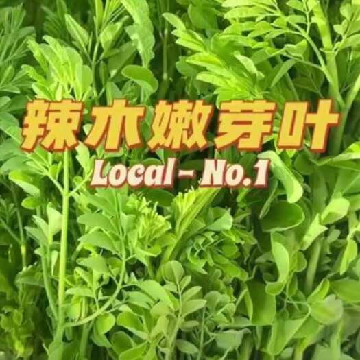 蒙自市云南辣木叶菜，可炒吃，煮汤，凉拌，包饺子等，味甜，大量现货