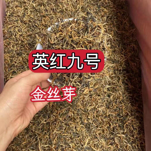 新丰县英红九号红茶 金丝芽 黄芽英德特产红茶 批发价 散装袋装红茶