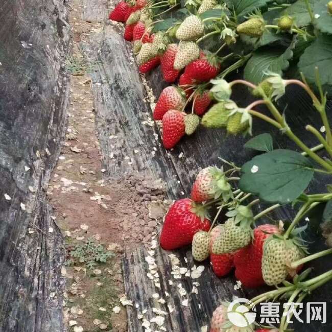 云南夏季草莓塑料盒装 基地现货直发糖葫芦专用 一件包邮代发