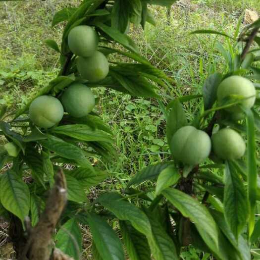 大竹县蜂糖李