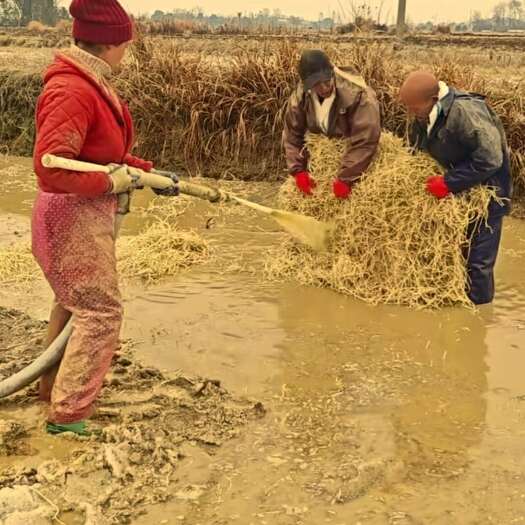  鱼腥草