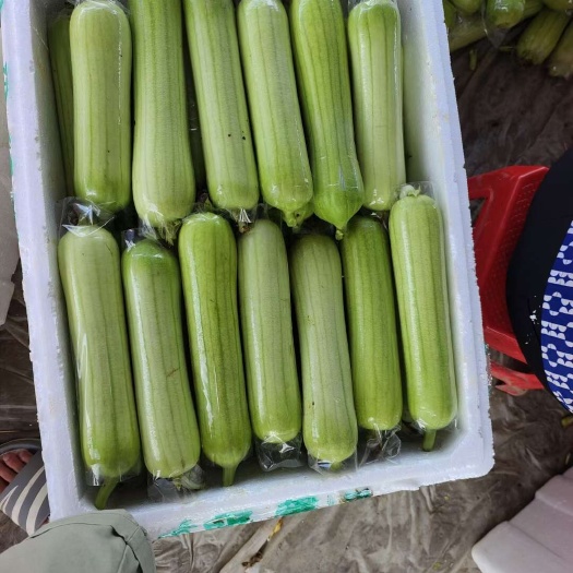 白玉丝瓜 白玉水瓜