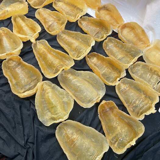 广州鱼胶 斗湖公，精品斗湖胶 大斗湖胶 优质品质，一般人接触不到