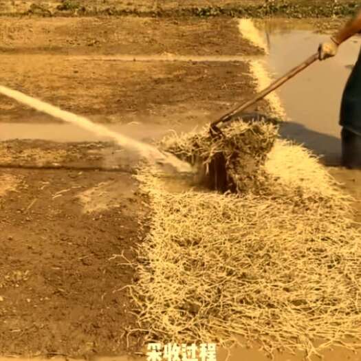  鱼腥草