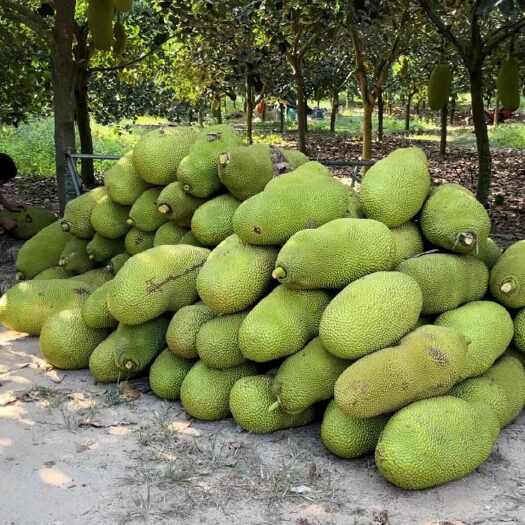 海南儋州黄肉菠萝蜜，大量供应（次果，好果）免费协助找回头车