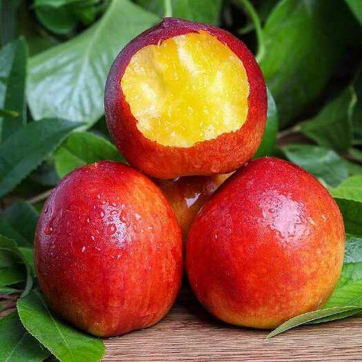 宜城市桃子油桃毛桃品种齐全量大从优~地头看货采果-平台供货更优惠
