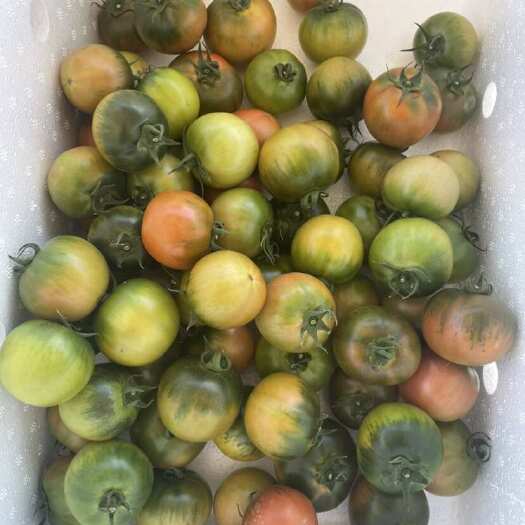 民乐县铁柿子 草莓番茄（糖度8度以上，大型基地，常年供应）