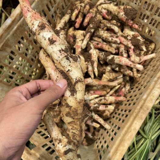 合浦县广西北海千亩仔姜红牙嫩姜 种植基地 嫩姜