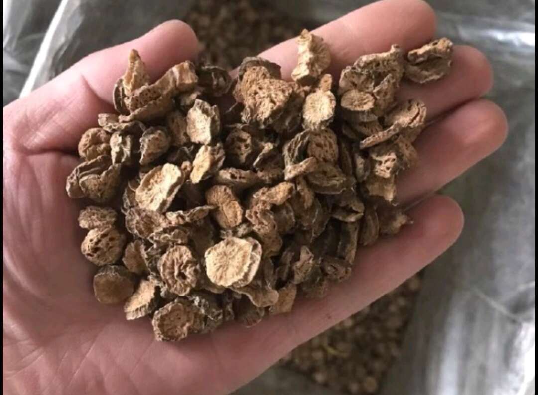 黄金牛蒡批发 色泽漂亮 干净大片  【实图照假一赔十】