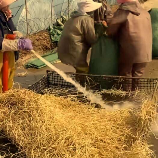  鱼腥草