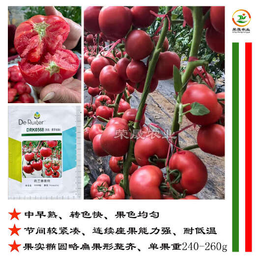 寿光市普罗旺斯西红柿种子 早春秋延越冬 荷兰原装粉果番茄种籽孑老品