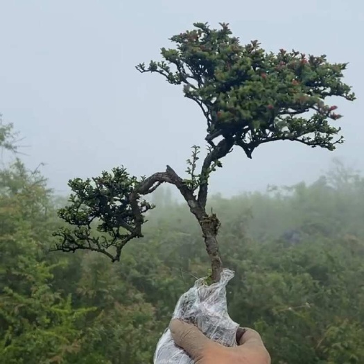 毕节栒子，客厅，茶台办公桌