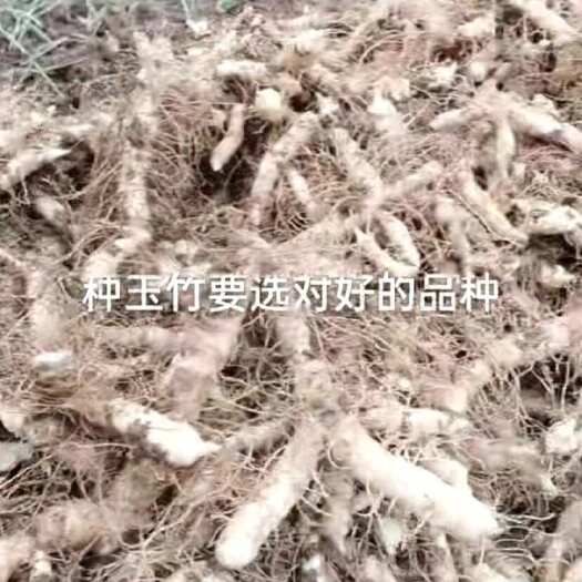 玉竹种子