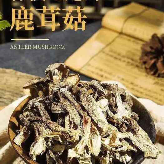 古田县鹿茸菌新货鹿茸菇无硫新鲜香菇干货福建特产鹿茸菇可批发煲汤食材