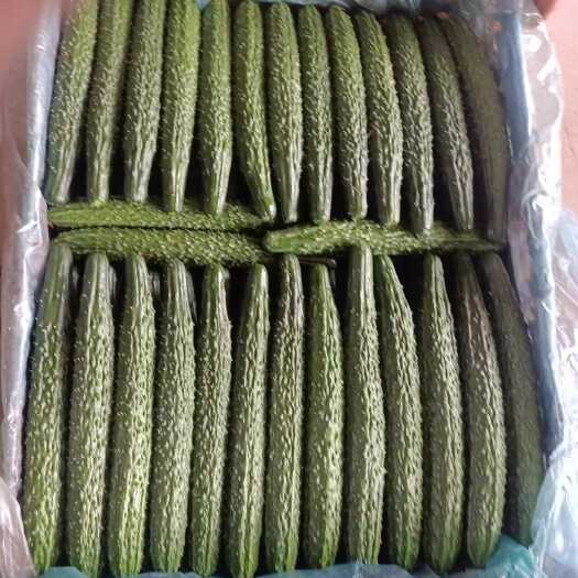 平泉市刺黄瓜，大黄花，中荷19